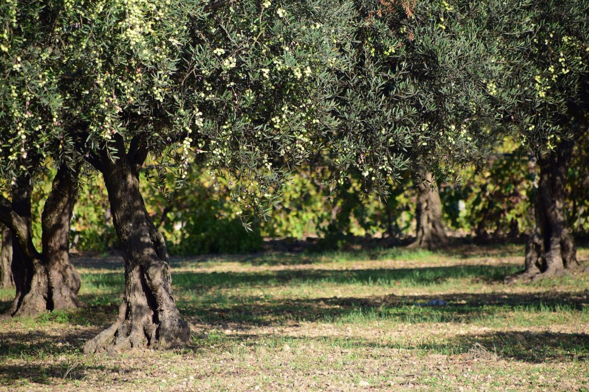 Appartamento Charmant Studio Climatise 'Alma 1' - Beziers Centre - Wifi Fibre - Netflix Esterno foto